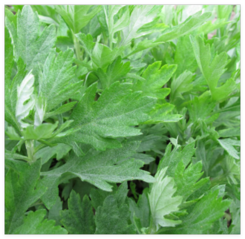 Mugwort Seeds Artemisia Vulgaris Medicinal Herb Heirloom