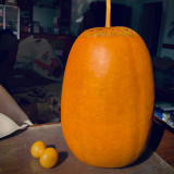 'Large Winter Melon' Gourd Seeds – Easy to Grow, Simple Maintenance, Versatile Use, Perfect for Courtyard Planting