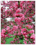 Adams Crabapple Seeds for Garden Planting