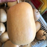 'Little Winter Melon' Gourd Seeds – Easy to Grow, Highly Adaptable, Sun-Loving, Perfect for Beginners