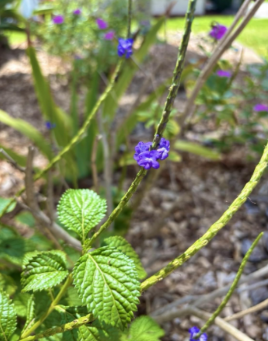 Seeds Blue Porterweed Snakeweed Butterflies Hummingbirds Bees Florida Native!