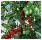 Juliet F1 Tomato Hybrid Heirloom Seeds for Garden