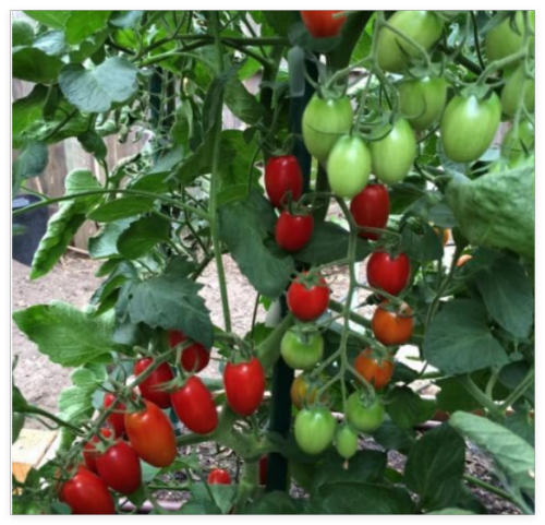 Juliet F1 Tomato Hybrid Heirloom Seeds for Garden
