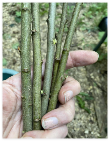 Pussy Willow Cuttings- Easy to Root - Cut Flower/Honey Bee/Landscape