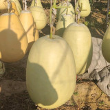 'Large Winter Melon' Gourd Seeds – Easy to Grow, Simple Maintenance, Versatile Use, Perfect for Courtyard Planting