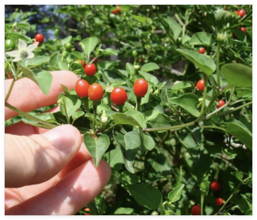 Chiltepin/Tepin/Birds Eye/Organic Premium Wild Chili Pepper seeds