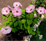 Rose Mallow Hibiscus Pink White Swirl Native Seeds