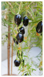 Yunqi New National Approved Hybrid Black Wolfberry Grafted Seedlings