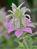 Heirloom Spotted Bee Balm Seeds
