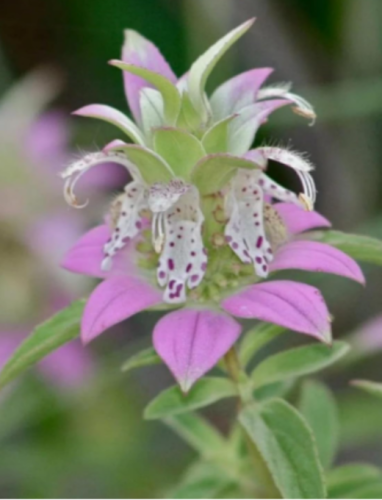 Heirloom Spotted Bee Balm Seeds