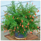 Dwarf Pomegranate Seeds - punica granatum ' Nana ' Fresh