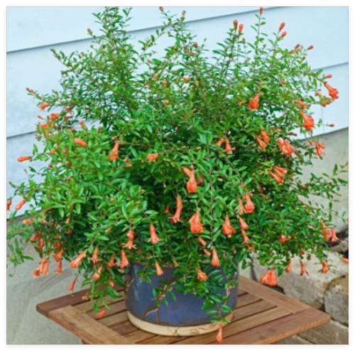 Dwarf Pomegranate Seeds - punica granatum ' Nana ' Fresh