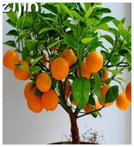 Bonsai Orange Seeds Potted Edible Tangerine Citrus Fruit Dwarf Orange Tree