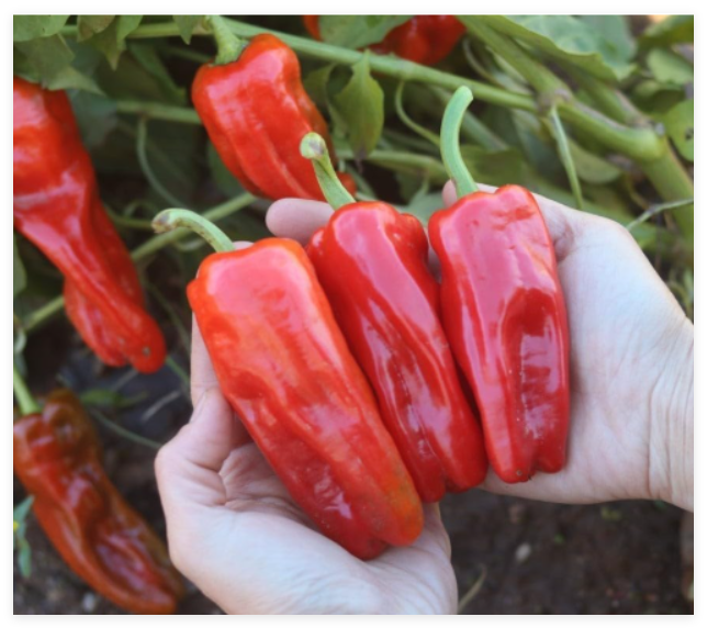 Syrian Aleppo Pepper Seeds / Hot/Spicy/Super Rare/Heat Tolerant