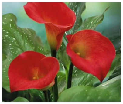Calla Lily Flower Seed Spring and Winter Seasons Set an Indoor Potted Plant Grass Seed Planting live - (Color: 4)