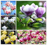 Magnolia Mini Magnolia Seed Indoor Or Ourdoor Potted Plants DIY for Home Garden (Color: Mix)