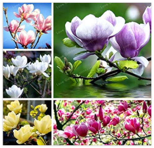 Magnolia Mini Magnolia Seed Indoor Or Ourdoor Potted Plants DIY for Home Garden (Color: Mix)
