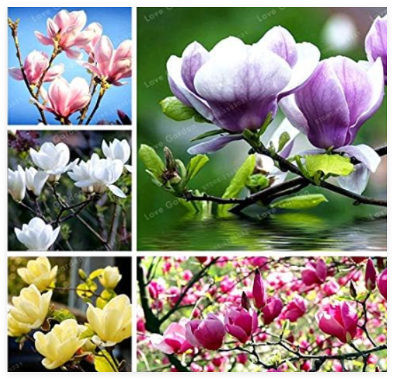 Magnolia Mini Magnolia Seed Indoor Or Ourdoor Potted Plants DIY for Home Garden (Color: Mix)