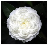 Camellia Seed Plants Common Camellia Flowers Perennial Indoor Or Outdoor Potted Plant Home Garden Camellia Japonica