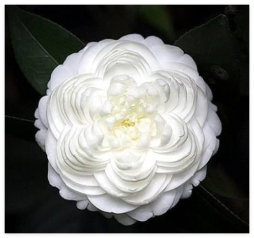 Camellia Seed Plants Common Camellia Flowers Perennial Indoor Or Outdoor Potted Plant Home Garden Camellia Japonica