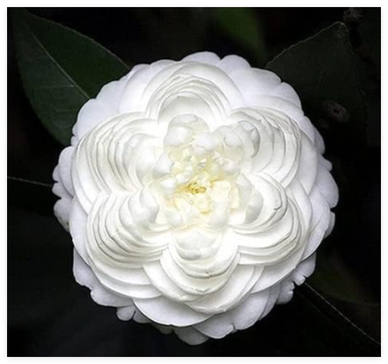 Camellia Seed Plants Common Camellia Flowers Perennial Indoor Or Outdoor Potted Plant Home Garden Camellia Japonica