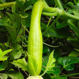 Giant Kan Gua Squash Seeds | Tender Flesh, Cut & Eat Anytime, Cuts Heal Fast for Continuous Harvest