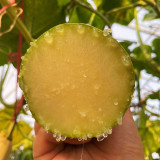Giant Kan Gua Squash Seeds | Tender Flesh, Cut & Eat Anytime, Cuts Heal Fast for Continuous Harvest