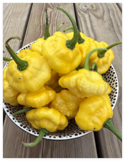KS Lemon Starrburst Hot Pepper Seeds