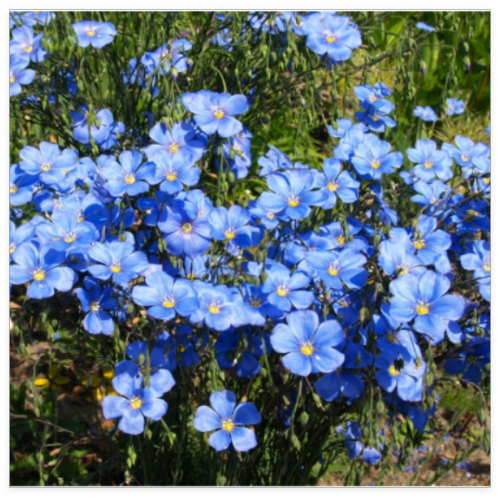 Blue Flax Wildflower Seeds Linum Perenne Lewis Lavender Sky
