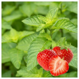 Strawberry Mint Seeds, Organic, Medicinal Herb