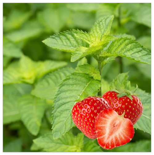 Strawberry Mint Seeds, Organic, Medicinal Herb