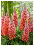Towering Inferno Lupine Seeds for Garden Planting