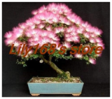 Albizia Julibrissin Tree Seeds Mini Potted Bonsai Flower, Home Miniature Garden Plant