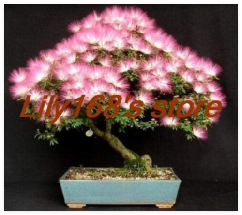Albizia Julibrissin Tree Seeds Mini Potted Bonsai Flower, Home Miniature Garden Plant