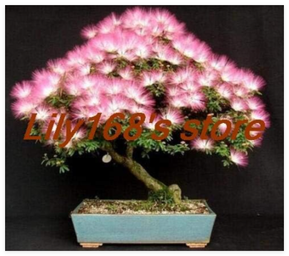 Albizia Julibrissin Tree Seeds Mini Potted Bonsai Flower, Home Miniature Garden Plant
