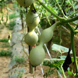 Ant Belly Gourd Seeds – Unique Ant-Shaped Variety, Easy to Grow, Highly Adaptable, Perfect for Hand Play & Collection
