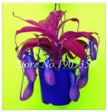 Potted Insectivorous Dionaea Muscipula Giant Venus Flytrap Seed Carnivorous Plant Easy Grow - (Color: 5)