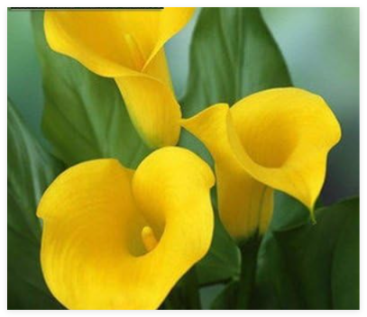 Calla Lily Flower Seed Spring and Winter Seasons Set an Indoor Potted Plant Grass Seed Planting live-10pcs - (Color: 13)