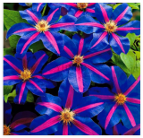 Clematis Seed Clematis Montana Mayleen Garden Climbing Plants Twining Plant Scan