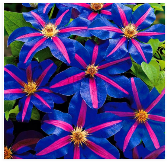 Clematis Seed Clematis Montana Mayleen Garden Climbing Plants Twining Plant Scan