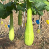 Giant Kan Gua Squash Seeds | Tender Flesh, Cut & Eat Anytime, Cuts Heal Fast for Continuous Harvest