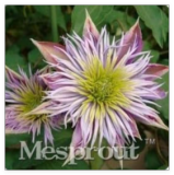 Vine Clematis Potted Clematis Garden Flowers The Clematis100 Seed/Bag Home Garden - (Color: 18)