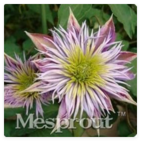 Vine Clematis Potted Clematis Garden Flowers The Clematis100 Seed/Bag Home Garden - (Color: 18)