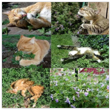 Cat Mint Aromaticpotted Plants Catnip Seeds Heirloom Spearmint Herb Seeds Aromatic Plant