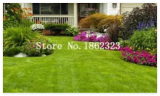 Japanese Forest Grass Lawn, Perennial Evergreen Lawn Seed Plant, Beautiful Garden Ornamental Plant, Easy to Grow - (Color: 5)