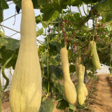 Giant Kan Gua Squash Seeds | Tender Flesh, Cut & Eat Anytime, Cuts Heal Fast for Continuous Harvest