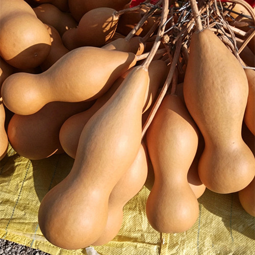 'Ben Zhang' Gourd Seeds – Naturally Grown Variety, Easy to Grow, Multi-Purpose, Perfect for Home Gardeners
