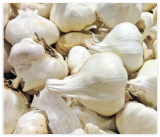 Elephant Garlic USA Grown Fresh Organic Large Jumbo Size Garlic Seeds Clove