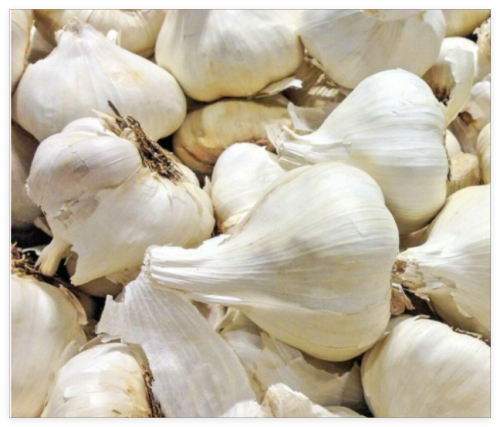 Elephant Garlic USA Grown Fresh Organic Large Jumbo Size Garlic Seeds Clove
