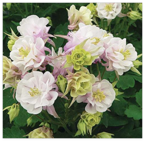 Potted Flowers Double Aquilegia Bonsai Balcony Bonsai Plant for Garden & Home Four Seasons Planting